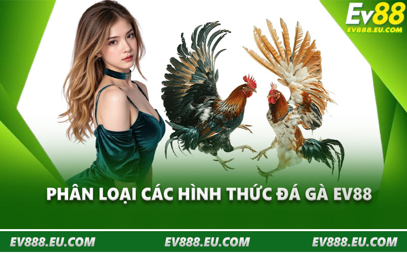 Phân loại các hình thức đá gà EV88