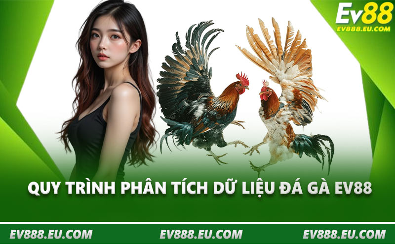 Quy trình phân tích dữ liệu đá gà EV88