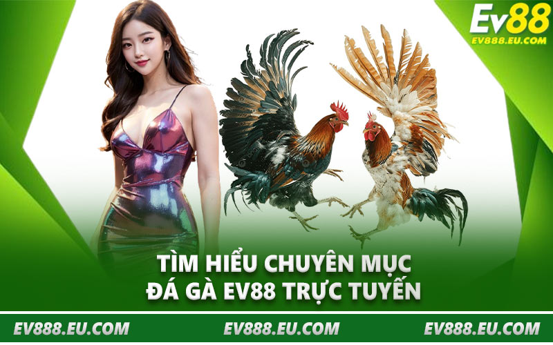 Tìm hiểu chuyên mục đá gà EV88 trực tuyến